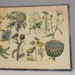 Carton Botanique 1900  N1